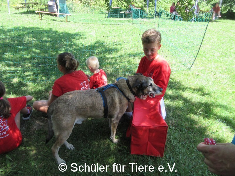 SfT Südpfalz hilft bei Sommerfest der Begegnungsstätte Mensch Hund in