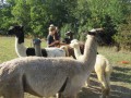 2019_09_17-Lamas-Alpakas-besuchen-19