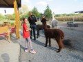 2019_09_17-Lamas-Alpakas-besuchen-26