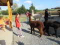 2019_09_17-Lamas-Alpakas-besuchen-27