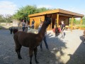 2019_09_17-Lamas-Alpakas-besuchen-30