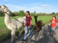 2019_09_17-Lamas-Alpakas-besuchen-50