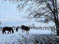 2023_01_23-Lebenshof-Pferde-im-Schnee-01
